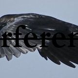 interferences - oiseaux
