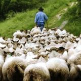 1990 Mes brebis, un seul troupeau, un seul berger