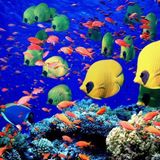 Fish In The Sea