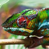 CHAMELEON