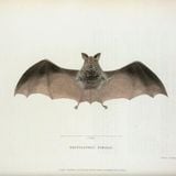 ZOOECHO RECORDS 36# Horseshoe Bat / Nietoperz (PTR1)