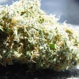 Minimix 5-1-11