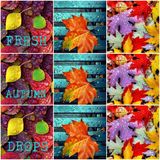 Fresh Autumn Drops