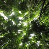 Welcome To My Jungle