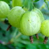 Gooseberry