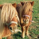 Pony Island: A Baltimore Weekend + Some Jokes, August 24, 2015