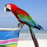 La Guacamaya de la Playa