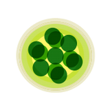 Chlorophil's Dubmission mix