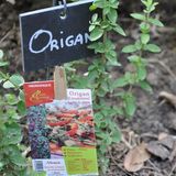 Histoire du jardin potager, par Florent Quellier