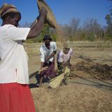 Land interview with Felix Murimbarimba