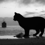 NineLives - SeaLevel