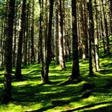 SENSI live @Flauschedelic Forest Festival 20thApril2014 (morning hours)