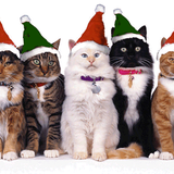 Saint Nicolas Mix