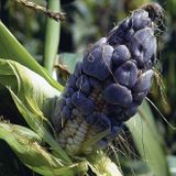 Alex Corbi - Huitlacoche