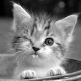 Die Kitten Tape 18