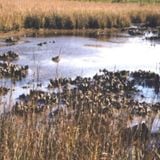 Louisiology 7 - Oyster Reefs