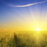 Sunshine Mix