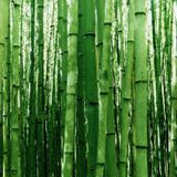Deep inna the jungle mix
