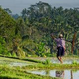 JungleFarmer