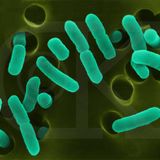 Escherichia coli