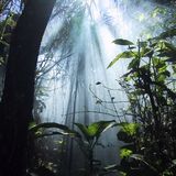 It's A Jungle Ting - Vol 1
