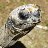 Never Take A Tortoise Out Of Its Shell say The Fuck You SOund