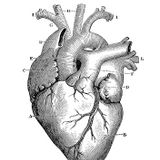 Enlarged Heart Radio #1