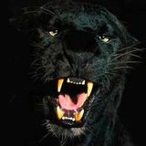 LA BESTIA NEGRA MIX