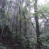 Dark Forest