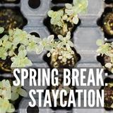Spring Break: Staycation