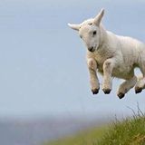 Schaapje - Step That Sheep!