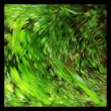Seasonal Greetings 3 (2013 early summer)