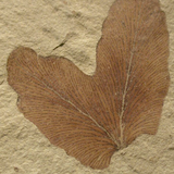 Tree of Rock - 10