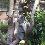 Pangoda