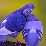 Birds of a Feather