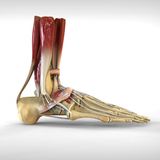Podcast #1: Physiotherapy and Sports Injuries interview with Andrew Stolfi
