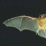 The Truth about Bats