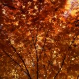 Draped in Autumn's Golden Mantle - ST 2015.11.03