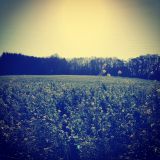 sunday morning sessions part 111 - IndieMorning (IndieGloria by Hannah Smeyers)