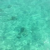 Miss POOKIE ~ Turquoise Dreams