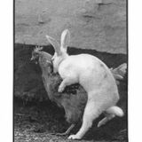 Beans for dummies and easter bunnies