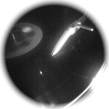 Biels - Isolee (2013-04-12)