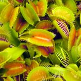 Ras Tropic Mix