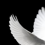 TALON - White Doves