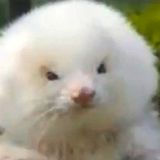 LEFT SIDE CHRONICLES PRESENTS: ARGENTINIAN POODLES. A Sonic Hustle In Dystopia.
