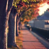 Con sẽ chờ cha đến ngày lá đổ