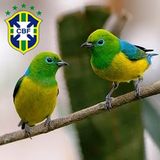 Canarinho