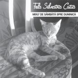 Kojok - Felis silvestris catus Aug 2014
