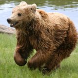 Laughing Bear Comedy Show Number 2 -- "Television" September 21, 2014