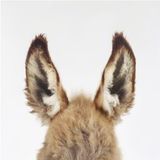 Christopher Schwarzwaelder - DONKEYRIDE